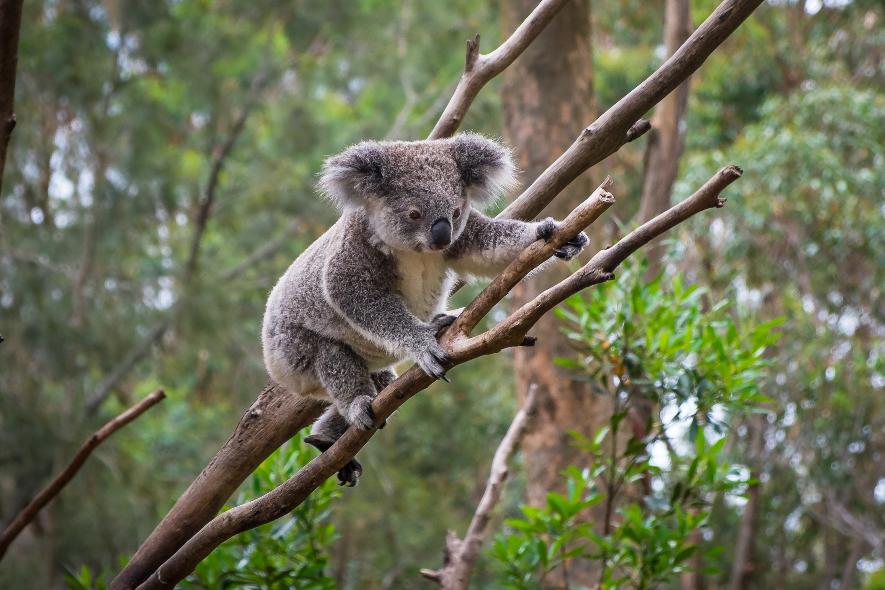 Den søde koala