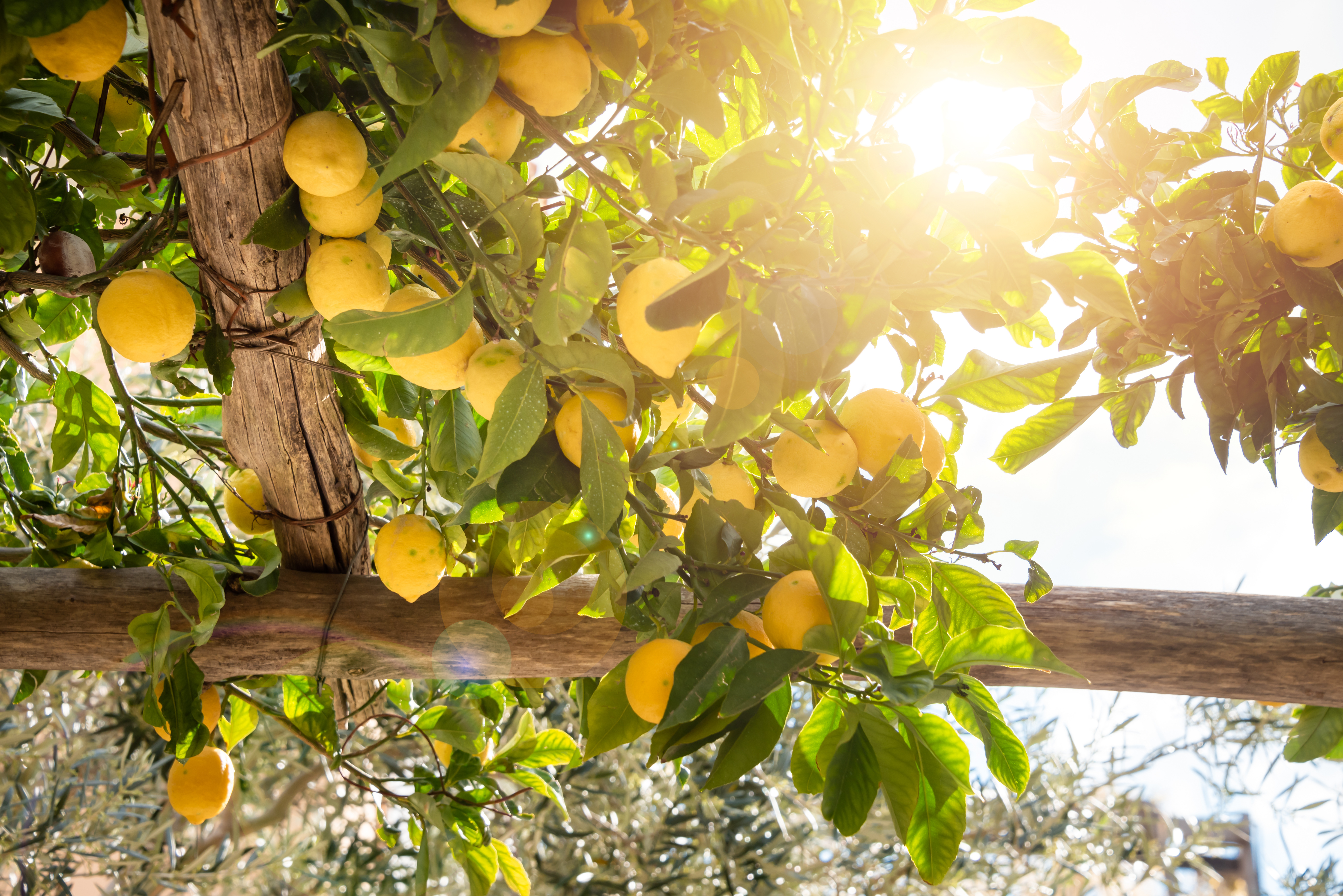  Citroner