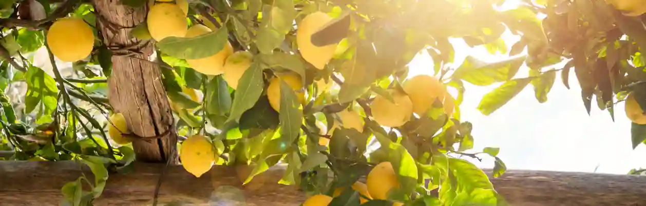 Citroner