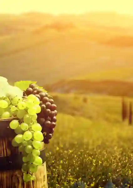 Vin i Italien