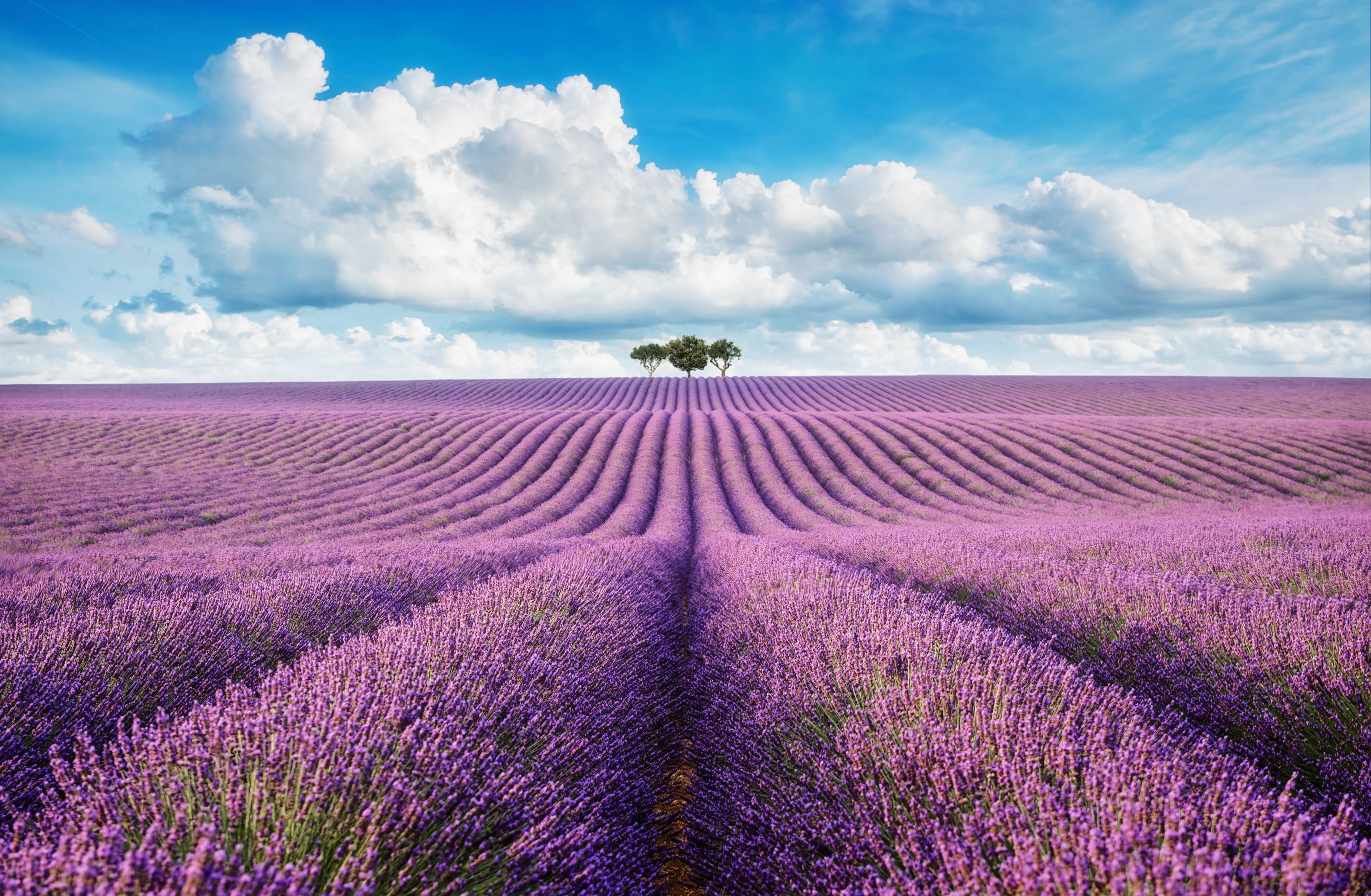 Lavendelmark i Provence