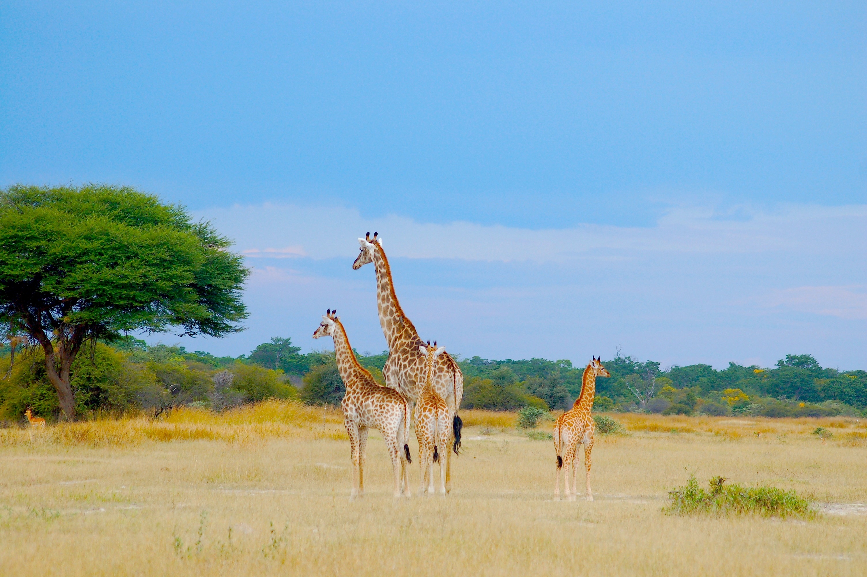 Hwange Nationalpark