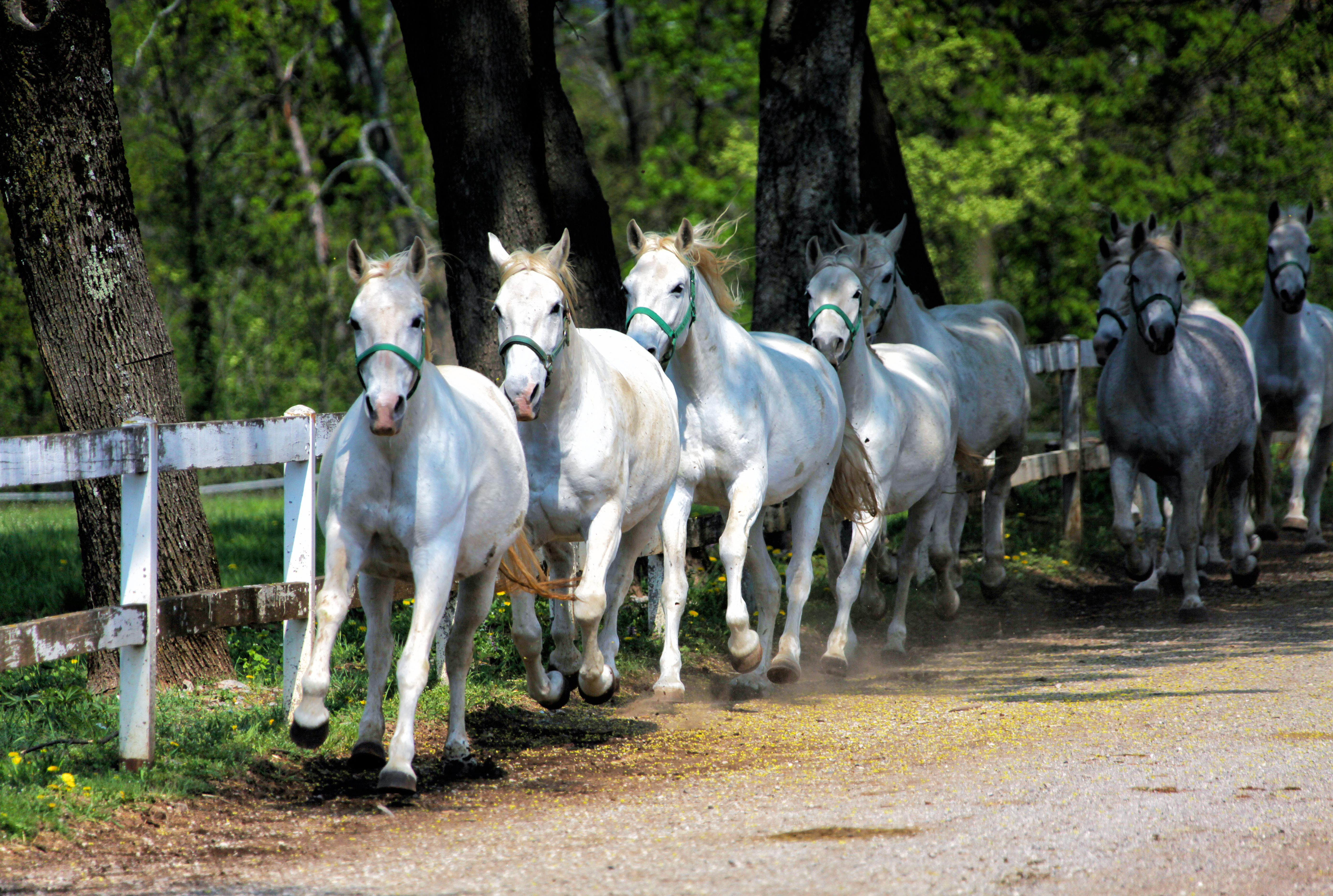 Lipizzanerheste