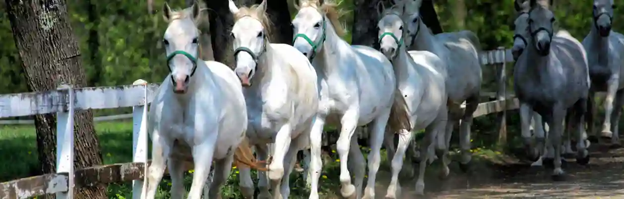 Lipizzanerheste