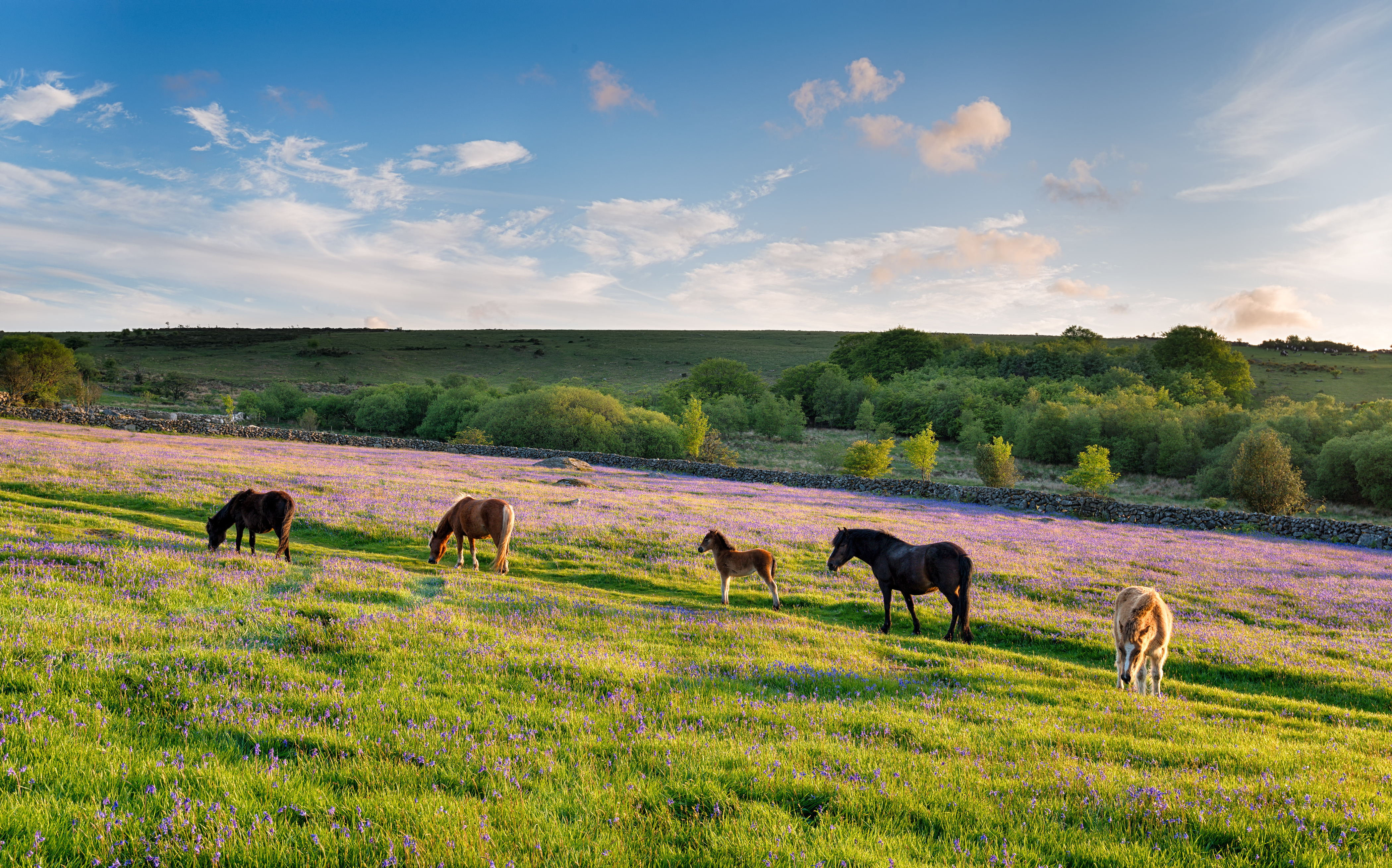 Dartmoor