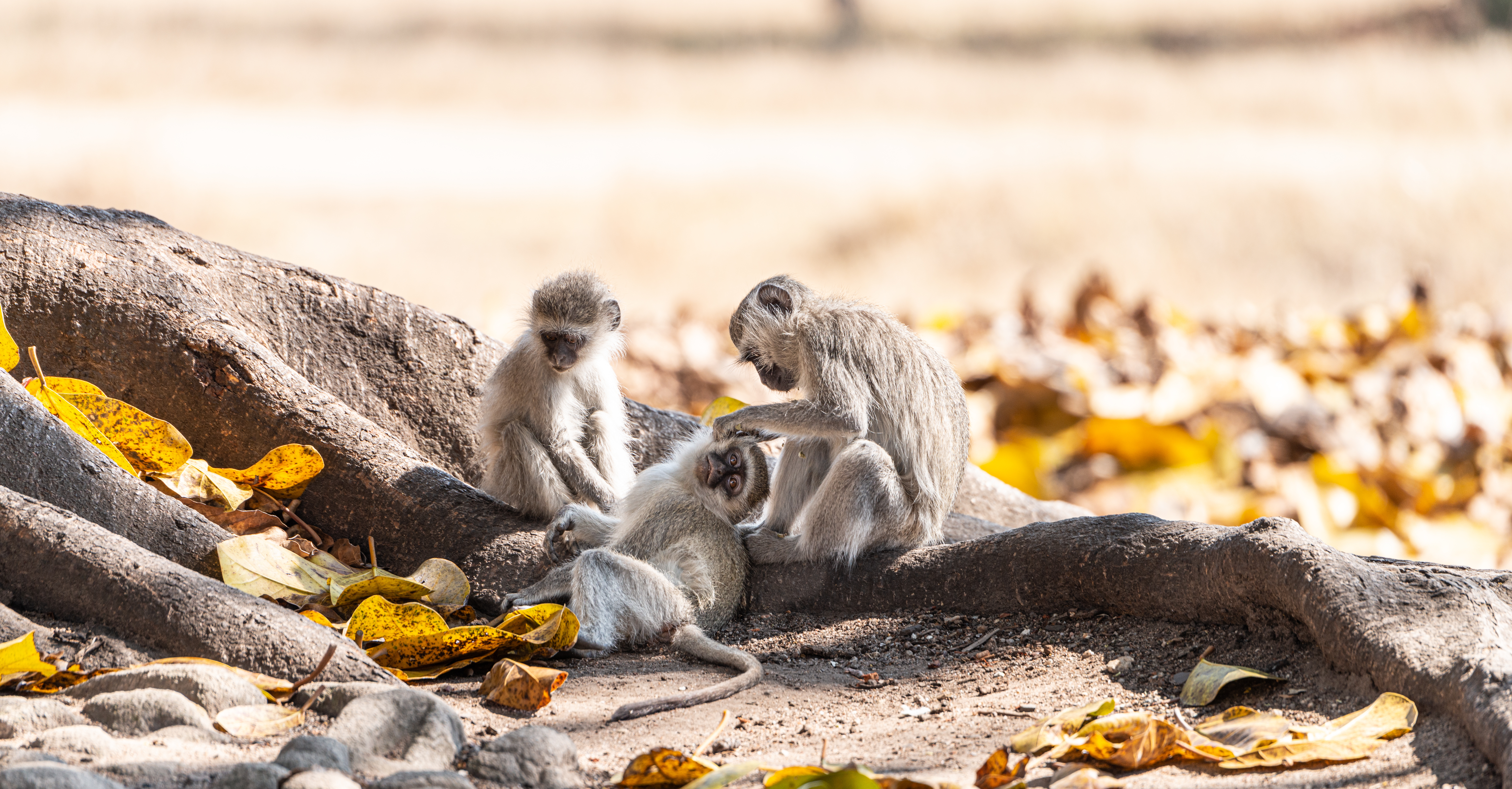 Hwange Nationalpark