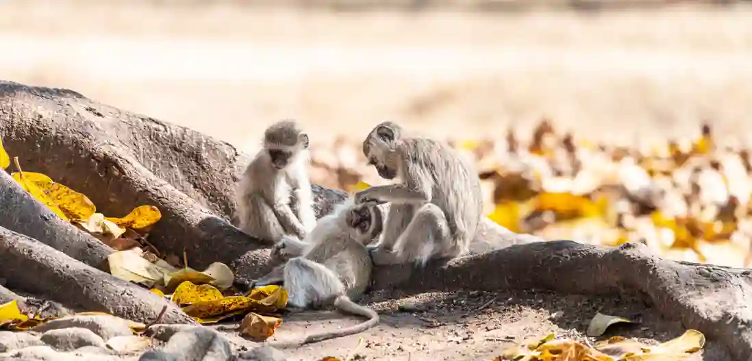Hwange Nationalpark