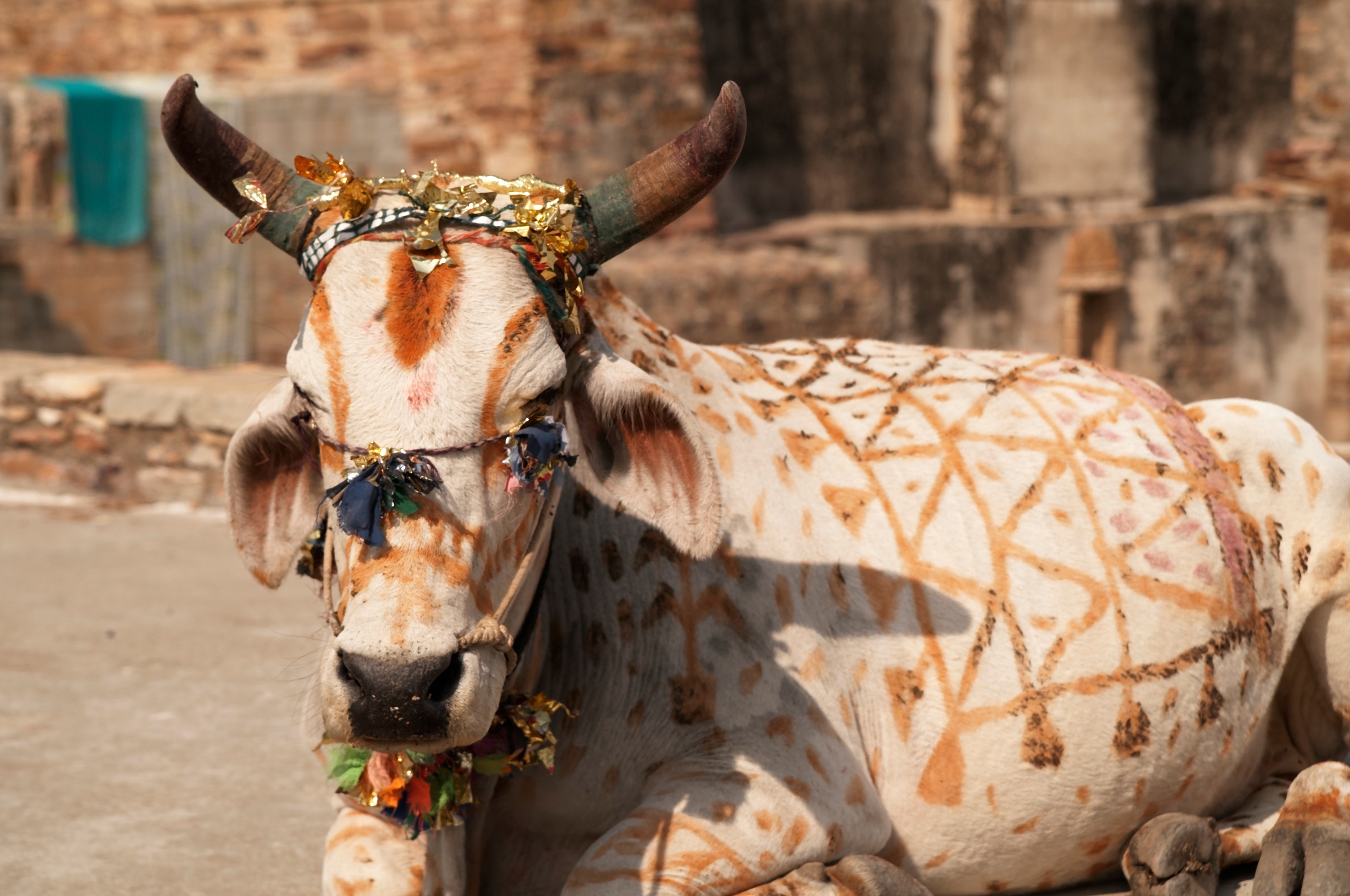 Ko i Indien