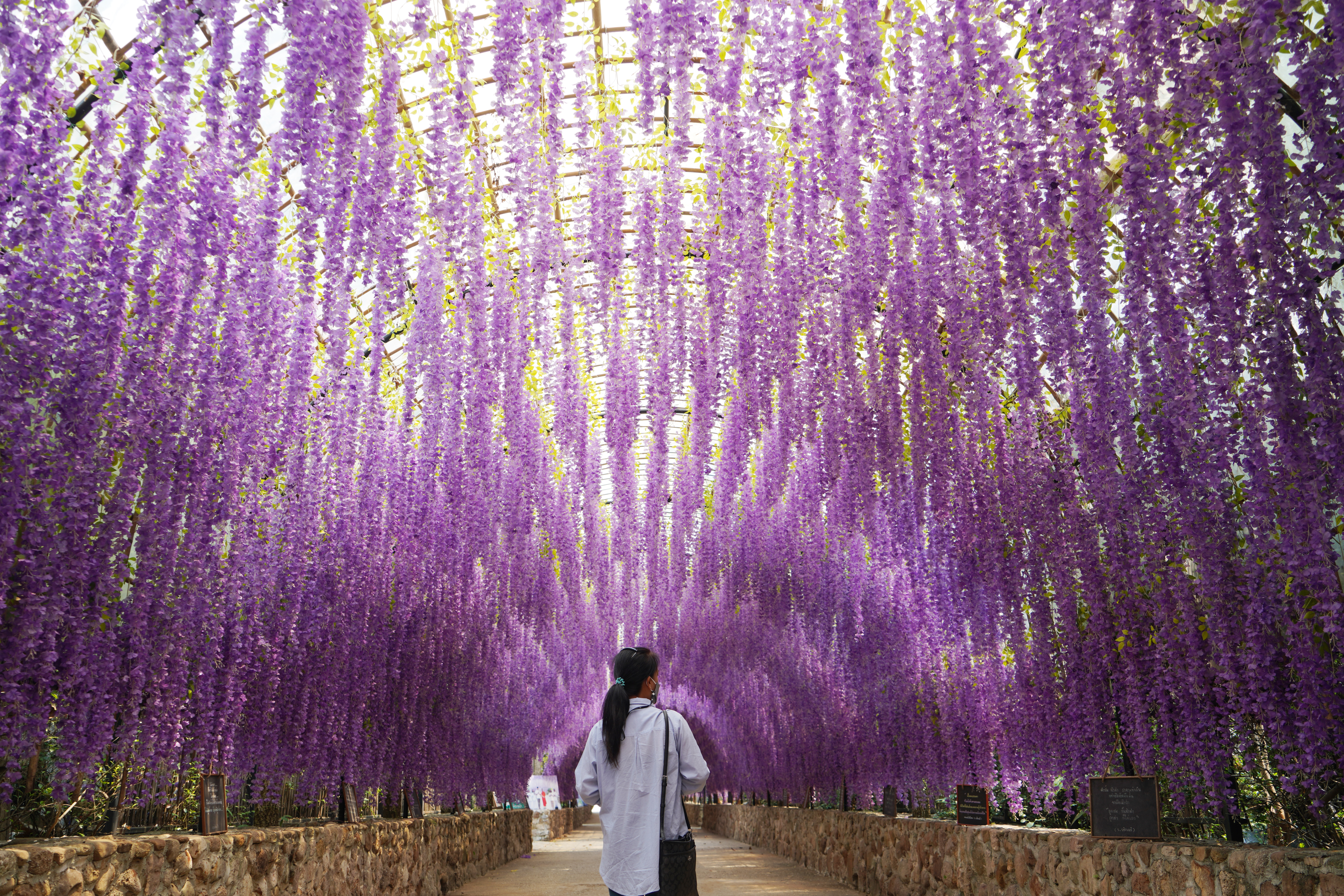 Blåregn i Kawachi Fuji Garden 