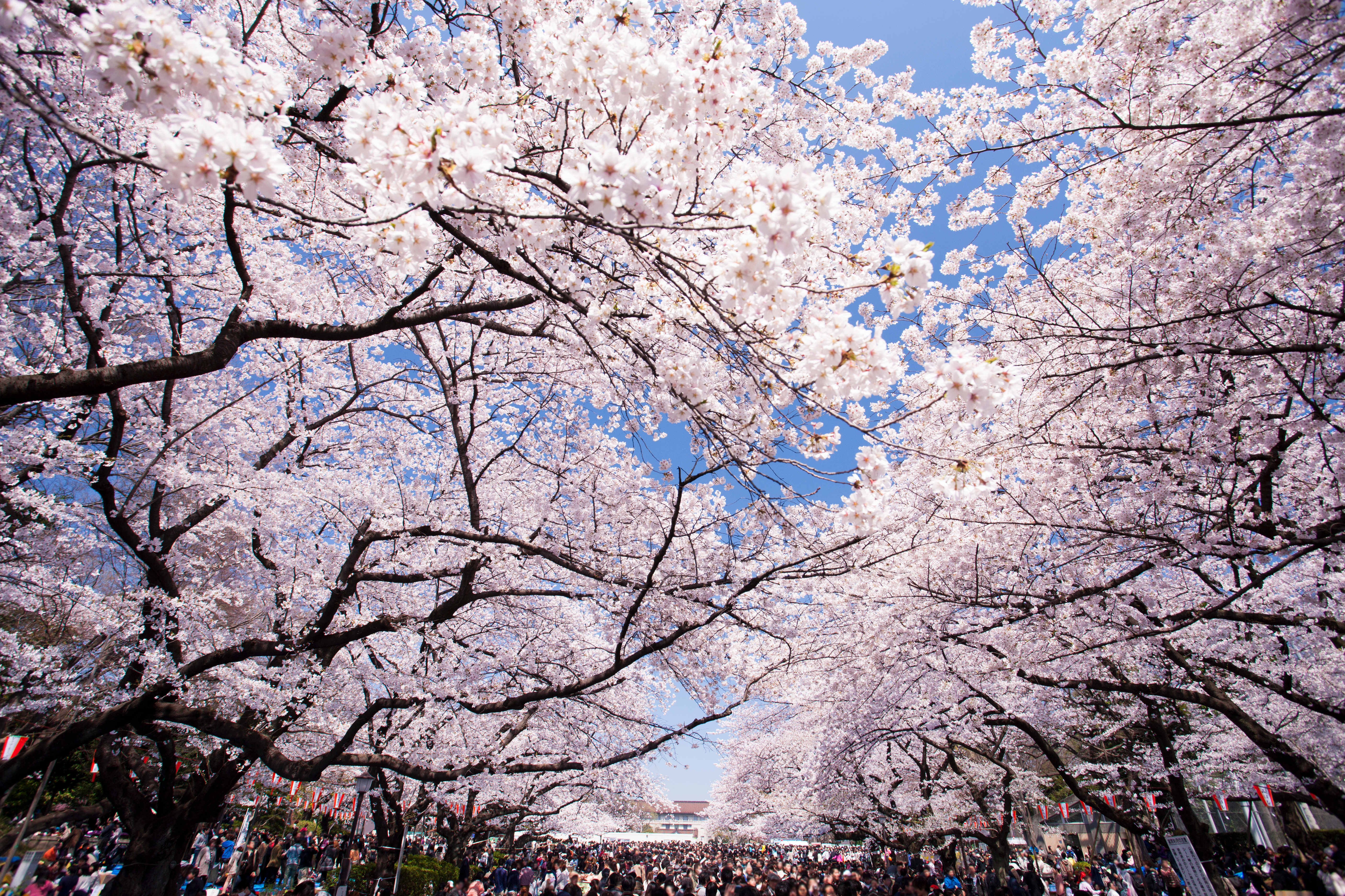 Kirsebærtræer - Sakura på japansk