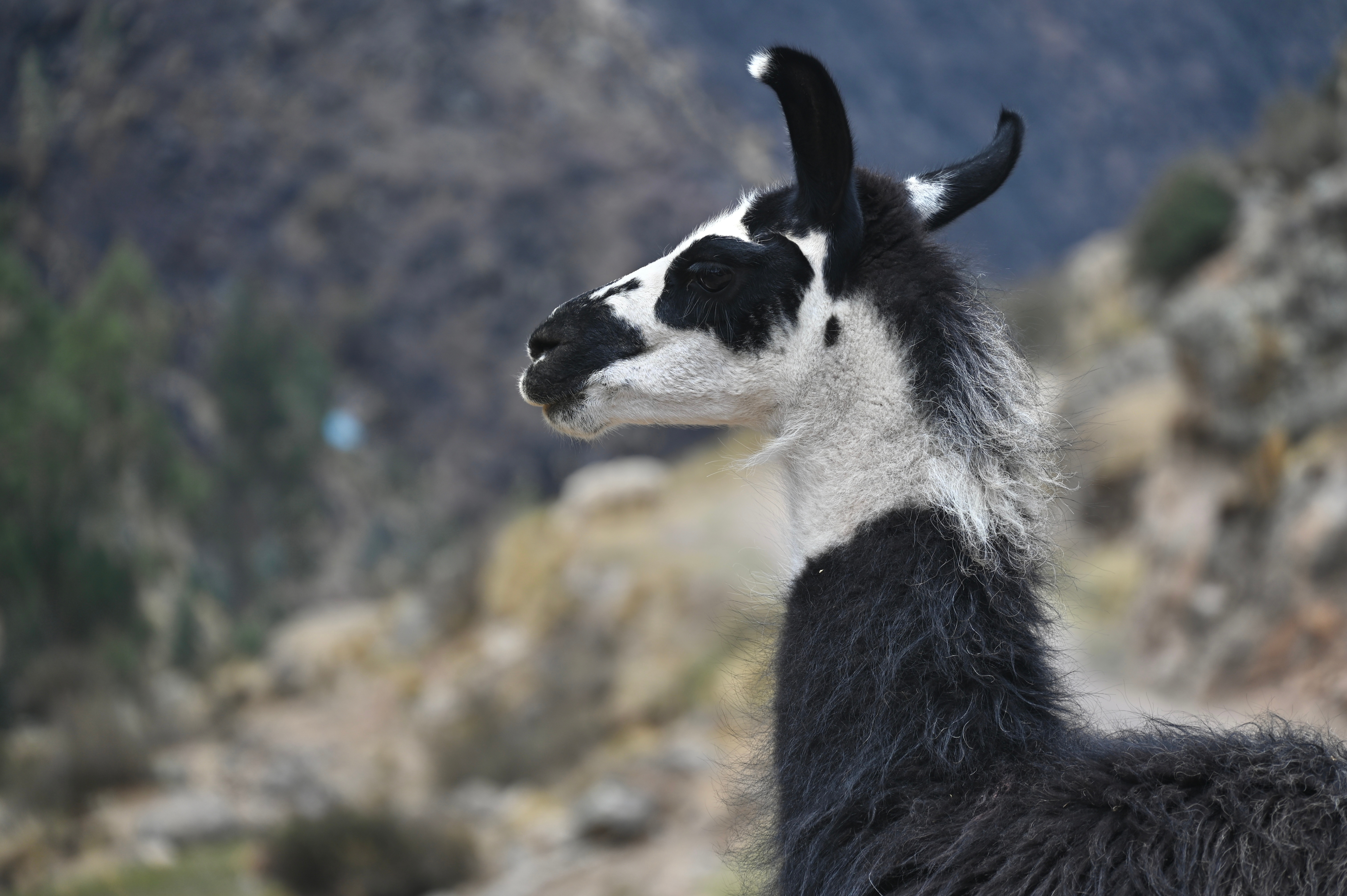 Alpacas ved Regnbuebjerget