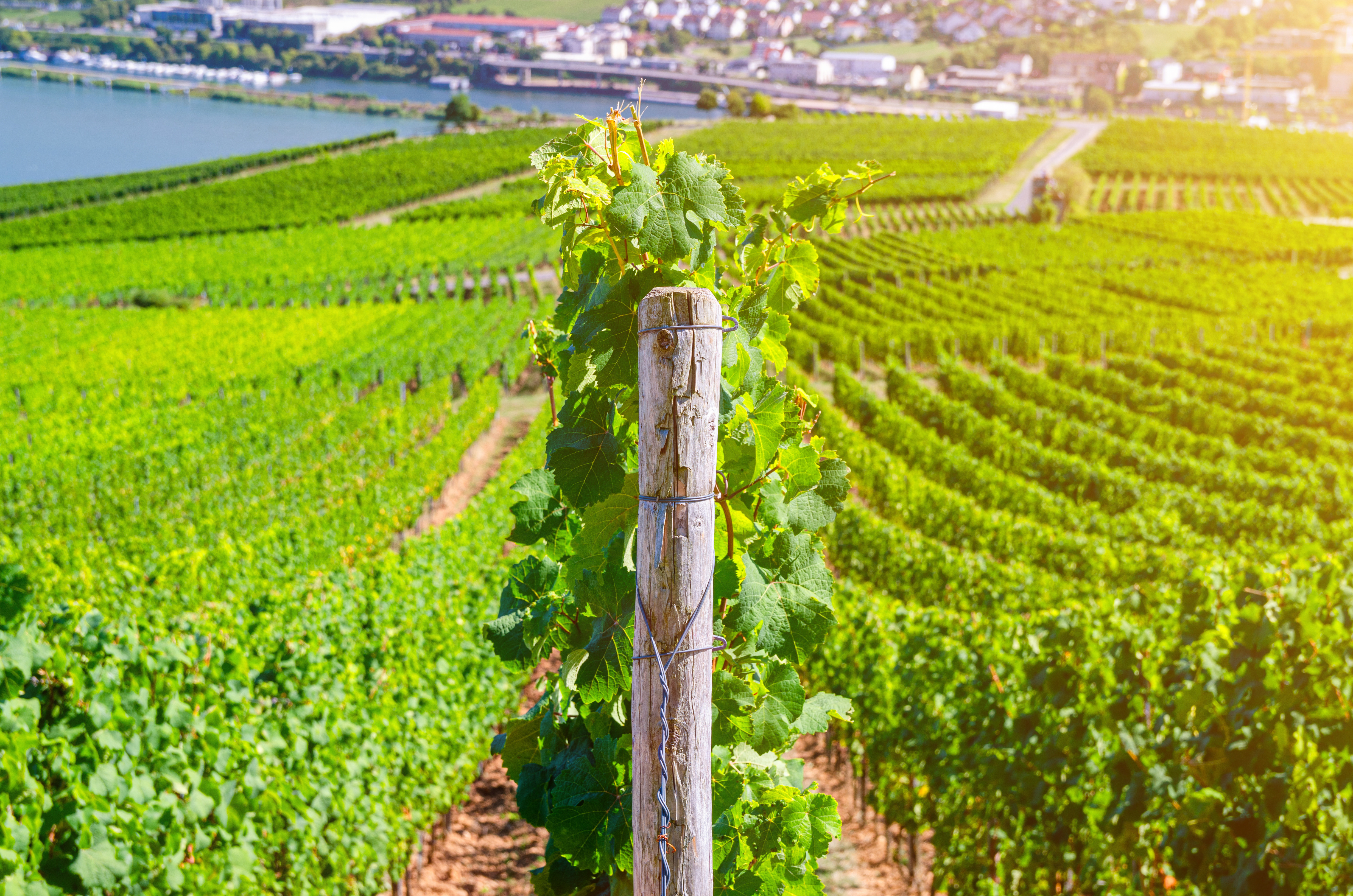 Vinmarker omkring Rüdesheim