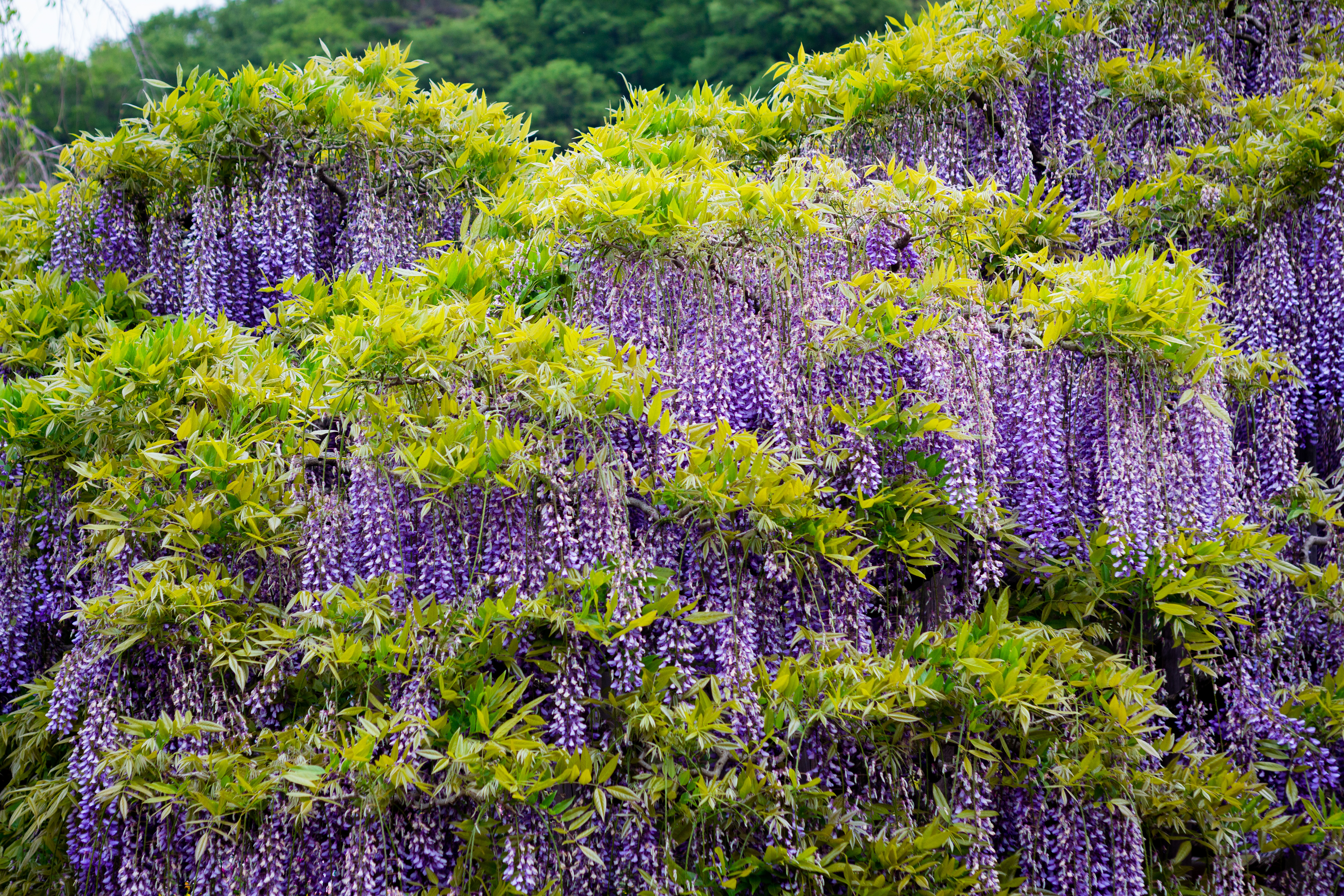 Blåregn i Ashikaga
