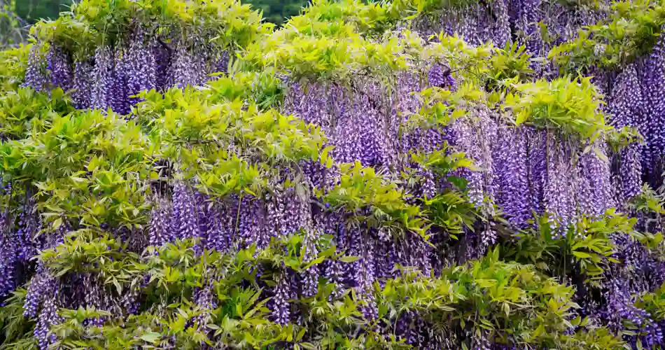 Blåregn i Ashikaga