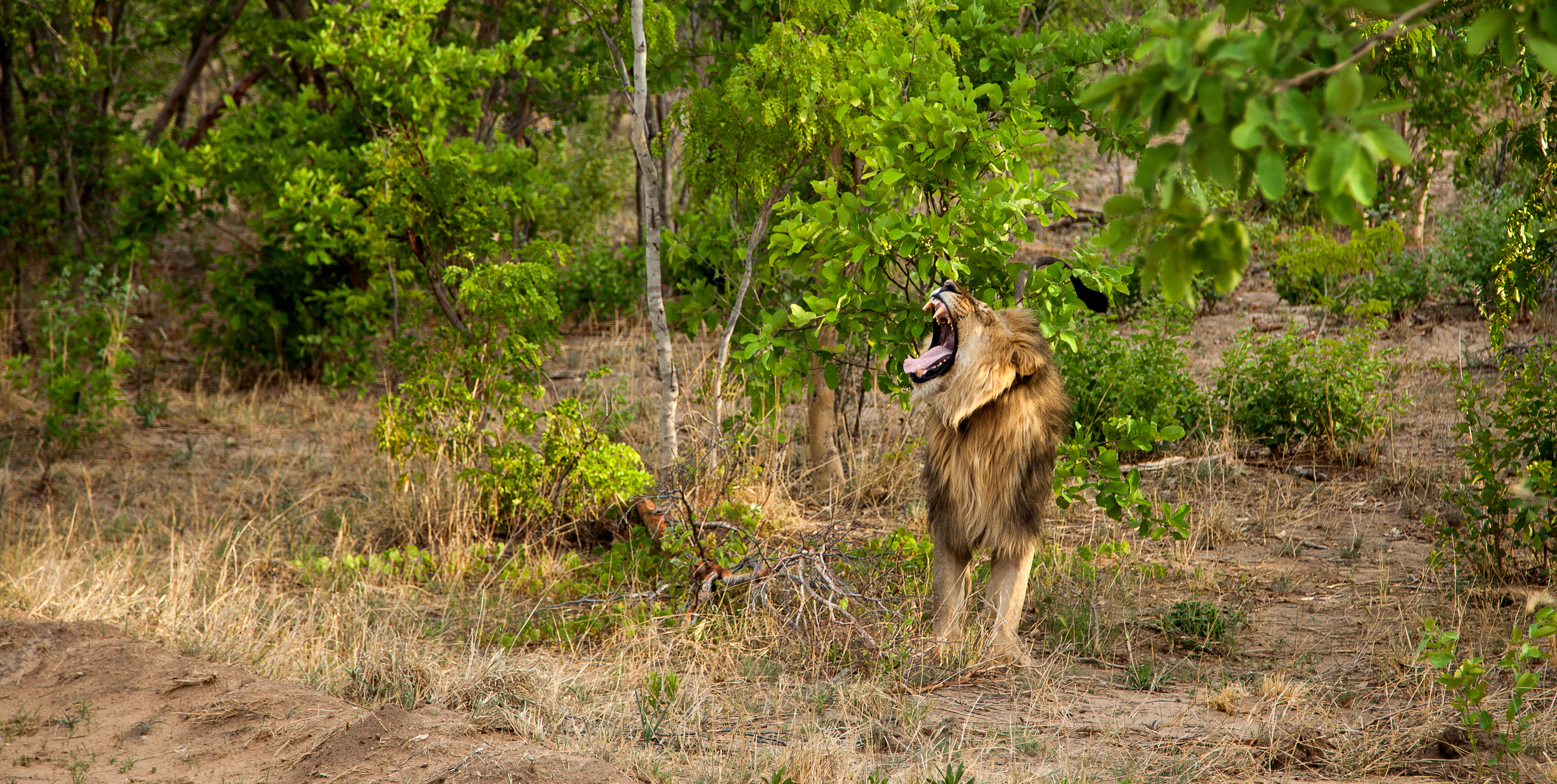 Hwange Nationalpark