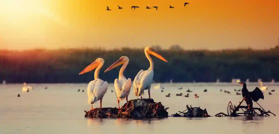 Donau-deltaet
